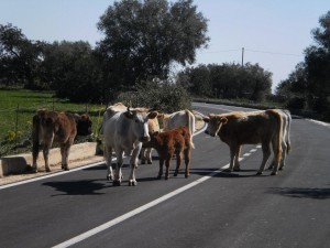 bovini sulla strada, 15.3.2012