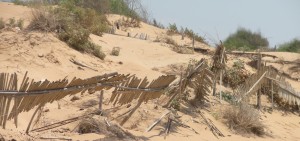 DUNE A SANTA MARIA DEL FOCALLO