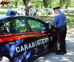 Vittoria (RG) Carabinieri pascolo abusivo 1