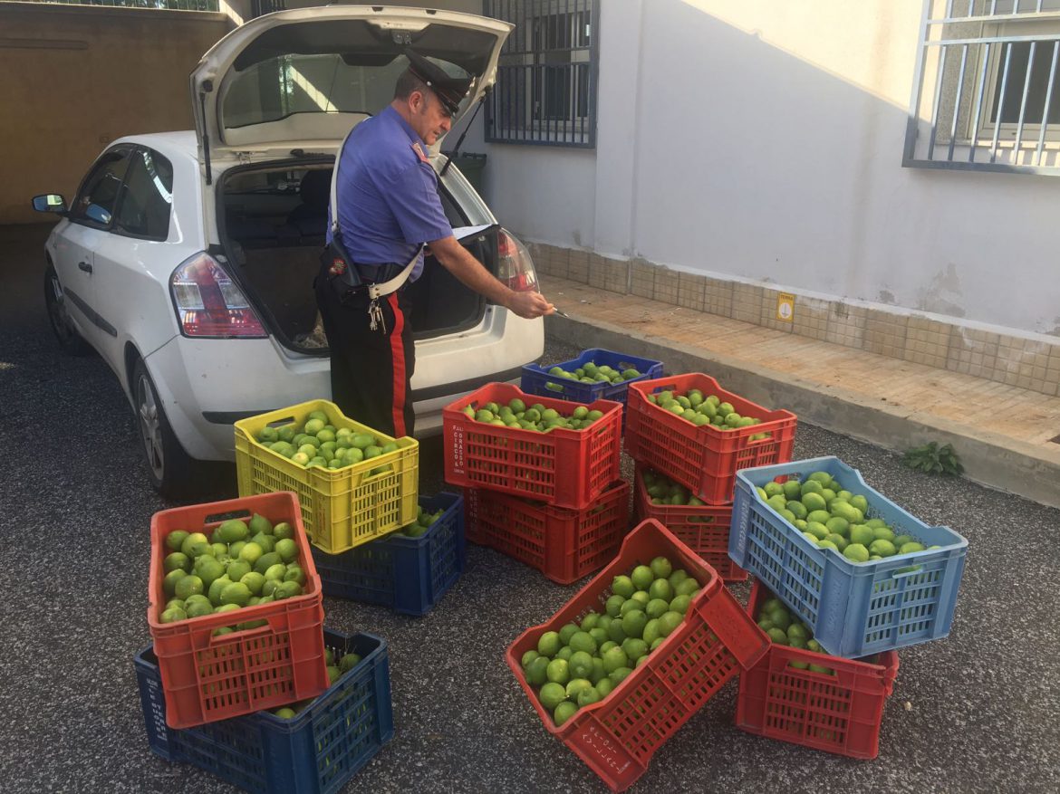 CASSIBILE (SR).    CERCA DI RUBARE 3 QUINTALI DI LIMONI ARRESTATO DAI CARABINIERI