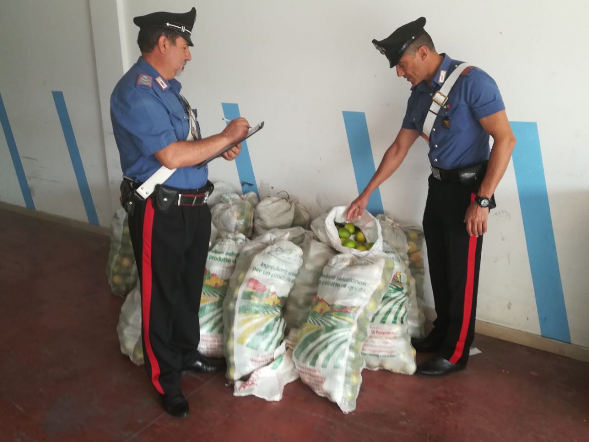 FLORIDIA (SR): TRE ARRESTI DEI CARABINIERI PER IL FURTO DI QUASI UNA TONNELLATA DI LIMONI.