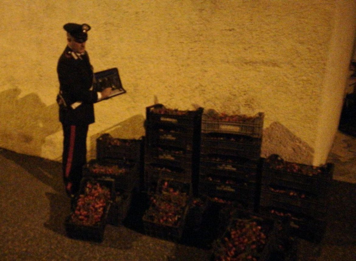 CASSIBILE (SR).    RUBA 300 KG DI POMODORI: ARRESTATO DAI CARABINIERI.