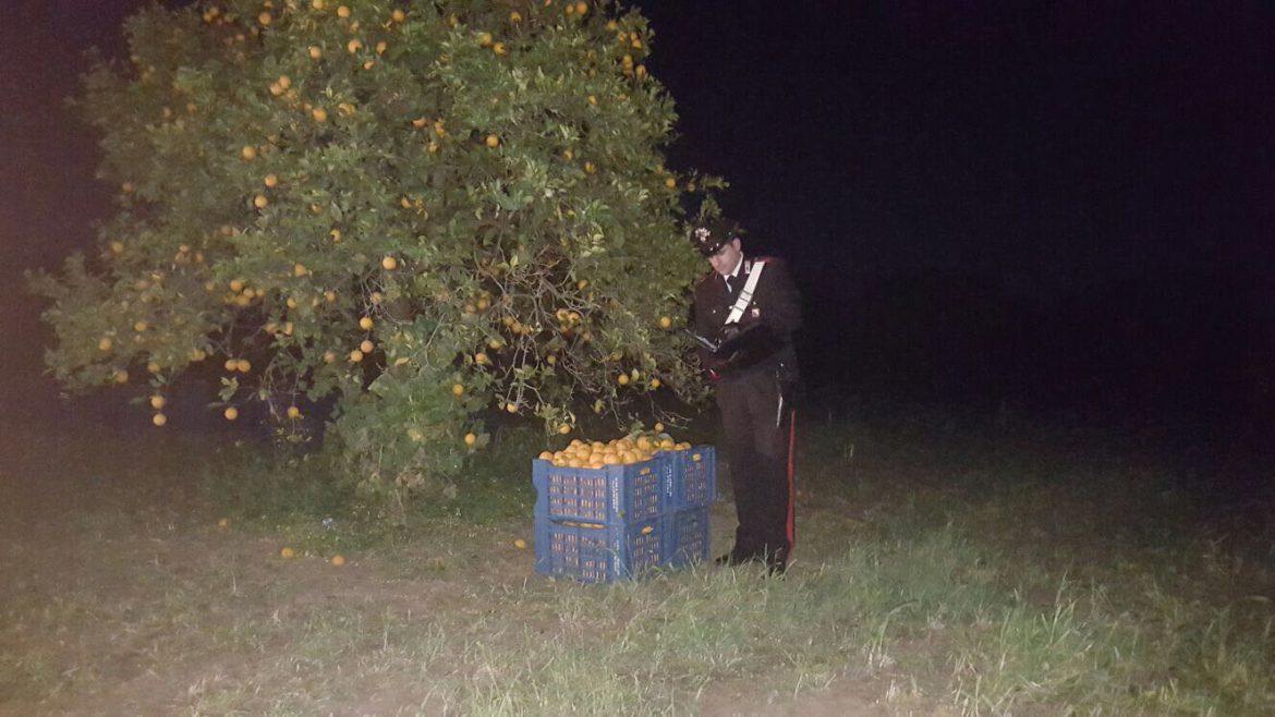 VILLASMUNDO – MELILLI (SR). TENTATO FURTO DI AGRUMI, INTERVENTO DEI CARABINIERI METTE IN FUGA I LADRI.