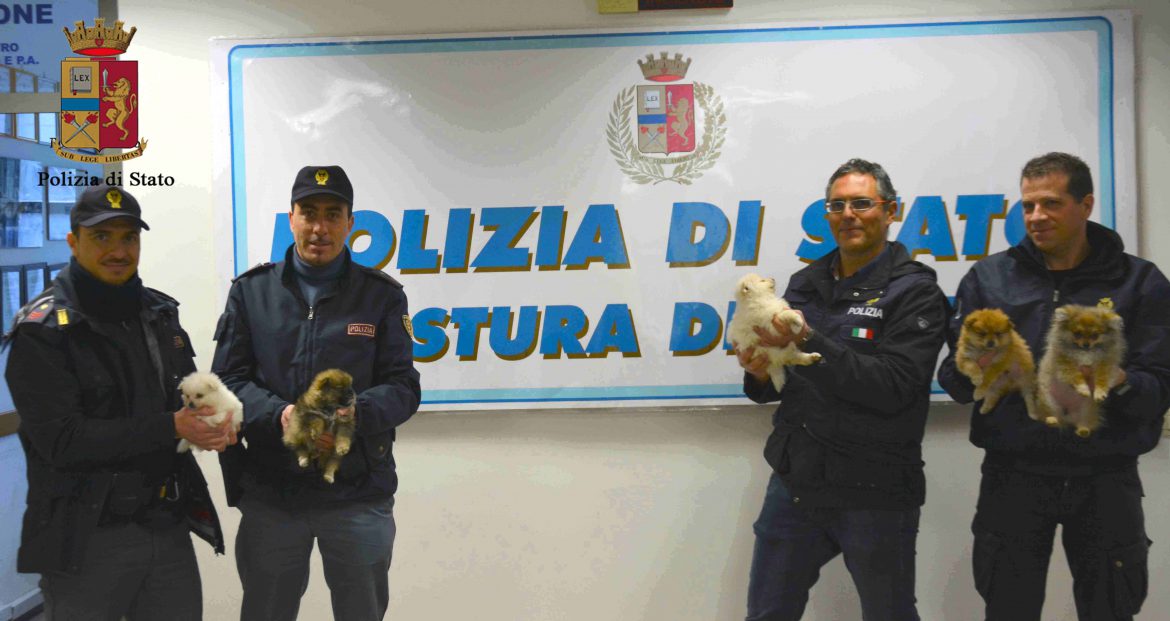 La Polizia di Stato trova a casa di un vittoriese 6 cuccioli in fin di vita rubati a Ragusa.