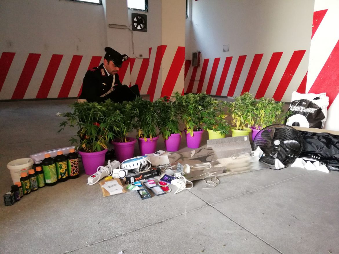 AVOLA (SR) – TROVATO IN POSSESSO DI 8 PIANTE DI “CANNABIS INDICA” ARRESTATO DAI CARABINIERI