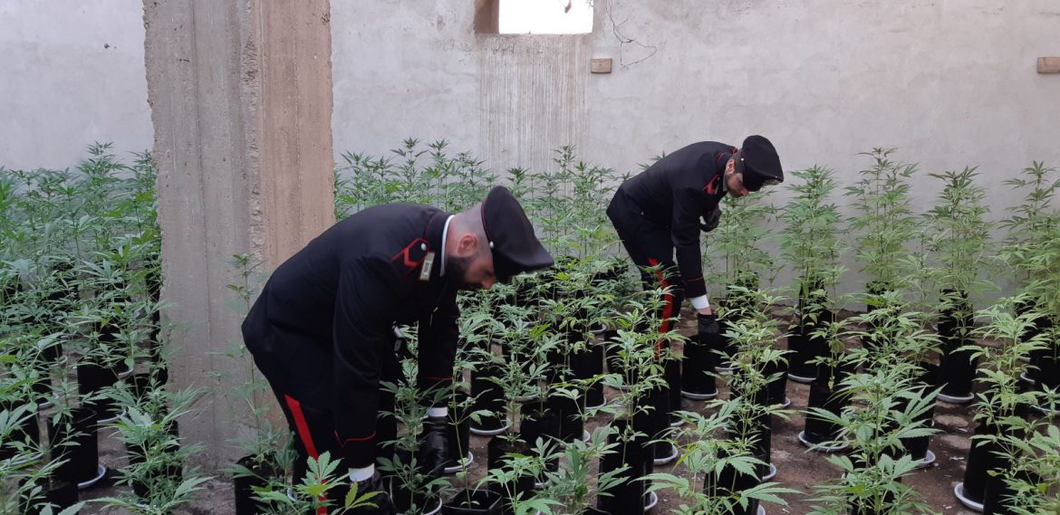 PRIOLO GARGALLO (SR). CARABINIERI SEQUESTRANO PIANTAGIONE CON OLTRE MILLE PIANTE DI MARIJUANA IN UNA SERRA ARTIGIANALE.