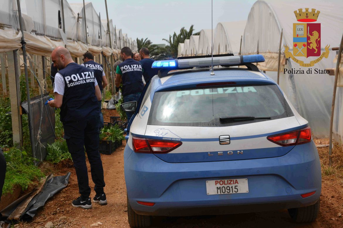 La Polizia di Stato arresta vittoriese titolare di azienda agricola e due suoi operai del Bangladesh, per coltivazione di marijuana.  L’azienda produceva peperoni ma era solo una copertura per nascondere i filari di marijuana.