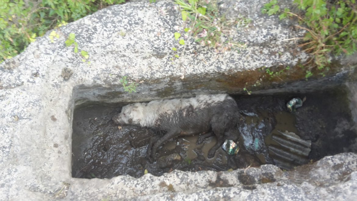 Cane avvelenato Cava d’Ispica