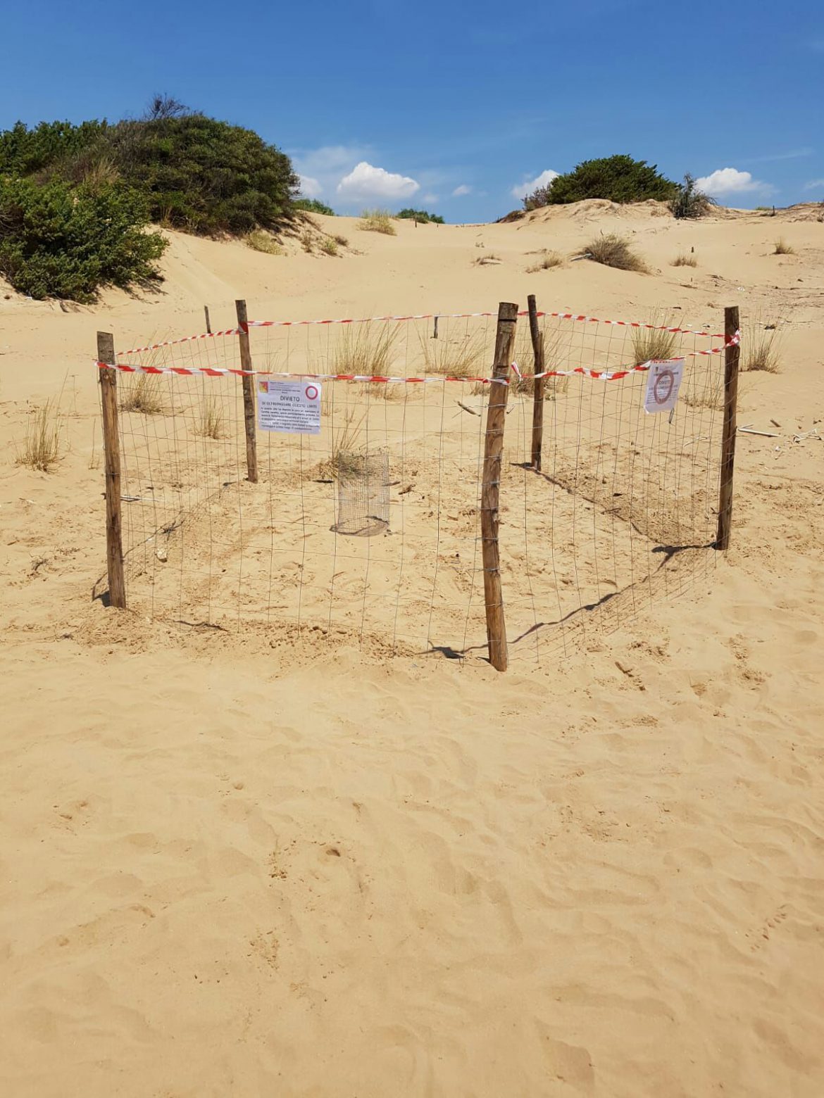 ISPICA – SANTA MARIA DEL FOCALLO – Un esemplare caretta caretta deposita circa 100 uova
