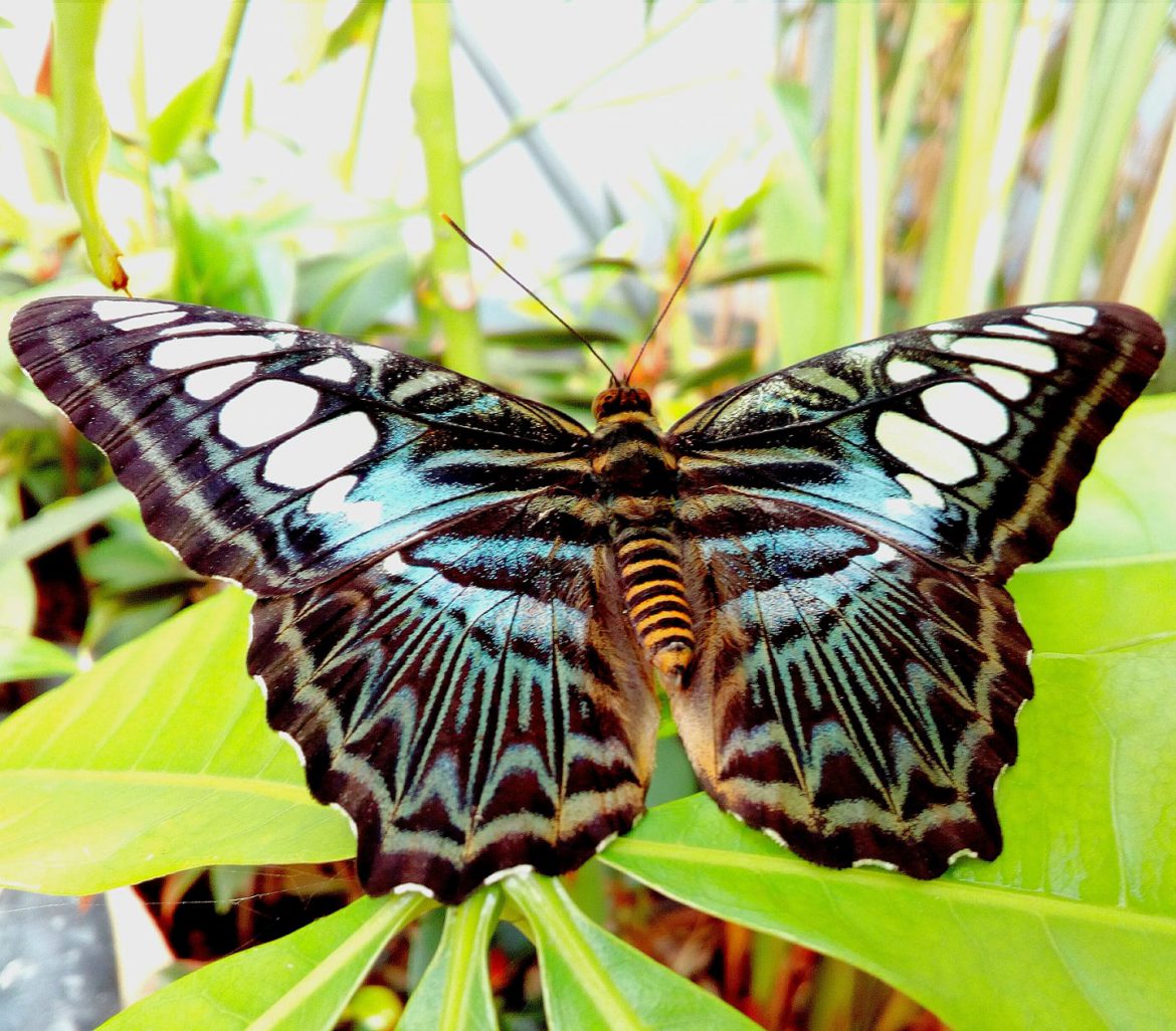 SIRACUSA – PROROGATA FINO AL 15 LUGLIO LA CASA DELLE FARFALLE AD ORTIGIA.