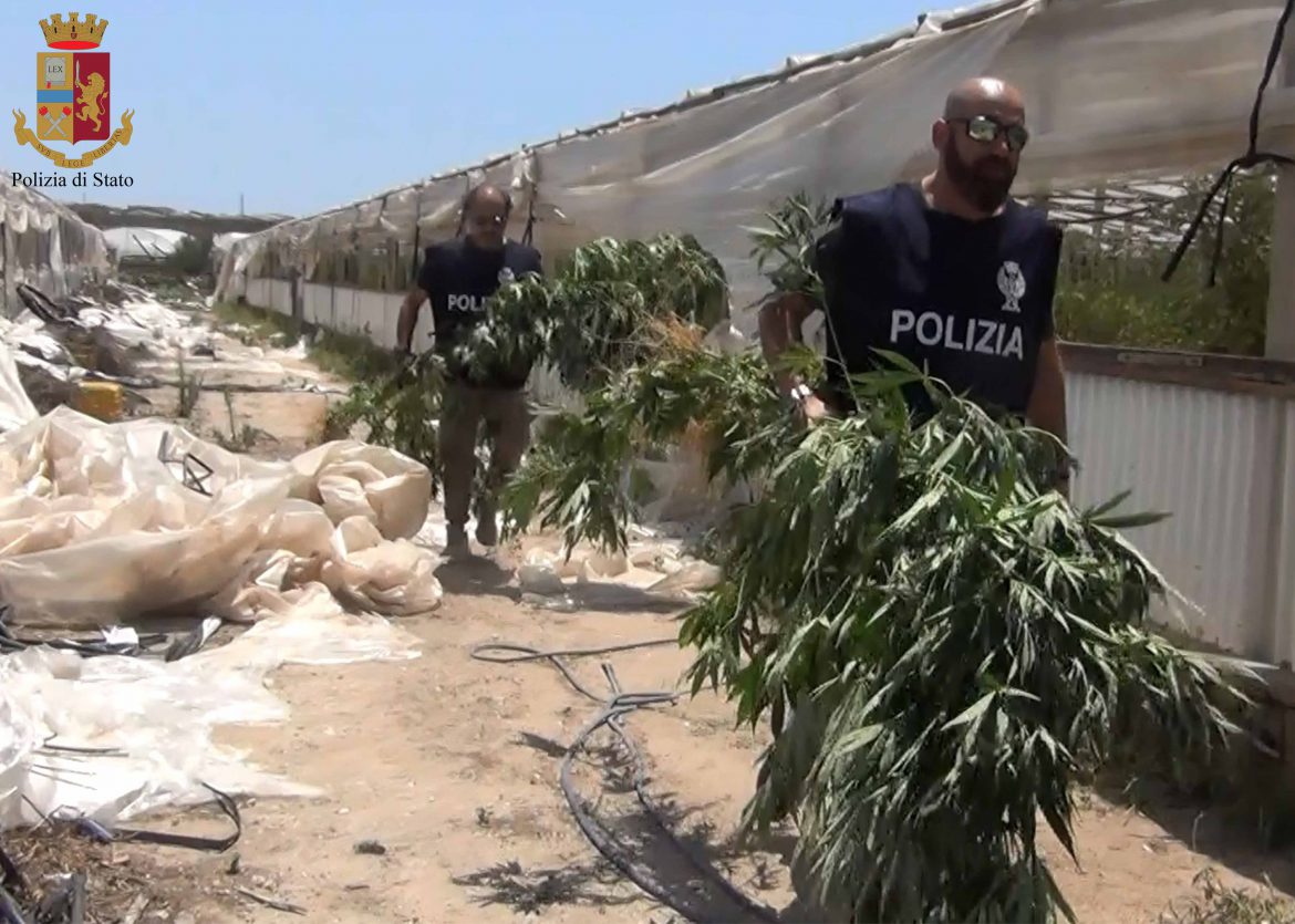 RAGUSA – La Polizia di Stato individua un’altra serra dove veniva coltivata marijuana ed arresta 4 persone.