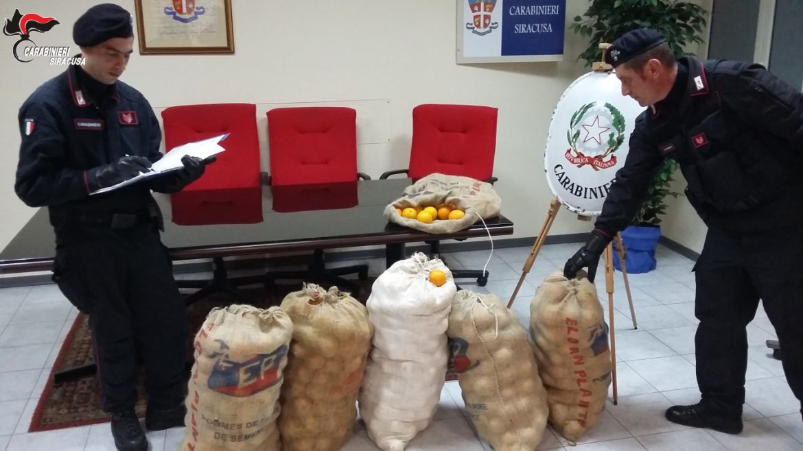 FLORIDIA (SR). TRE ARRESTI DEI CARABINIERI PER IL FURTO DI 700 KG. DI AGRUMI.
