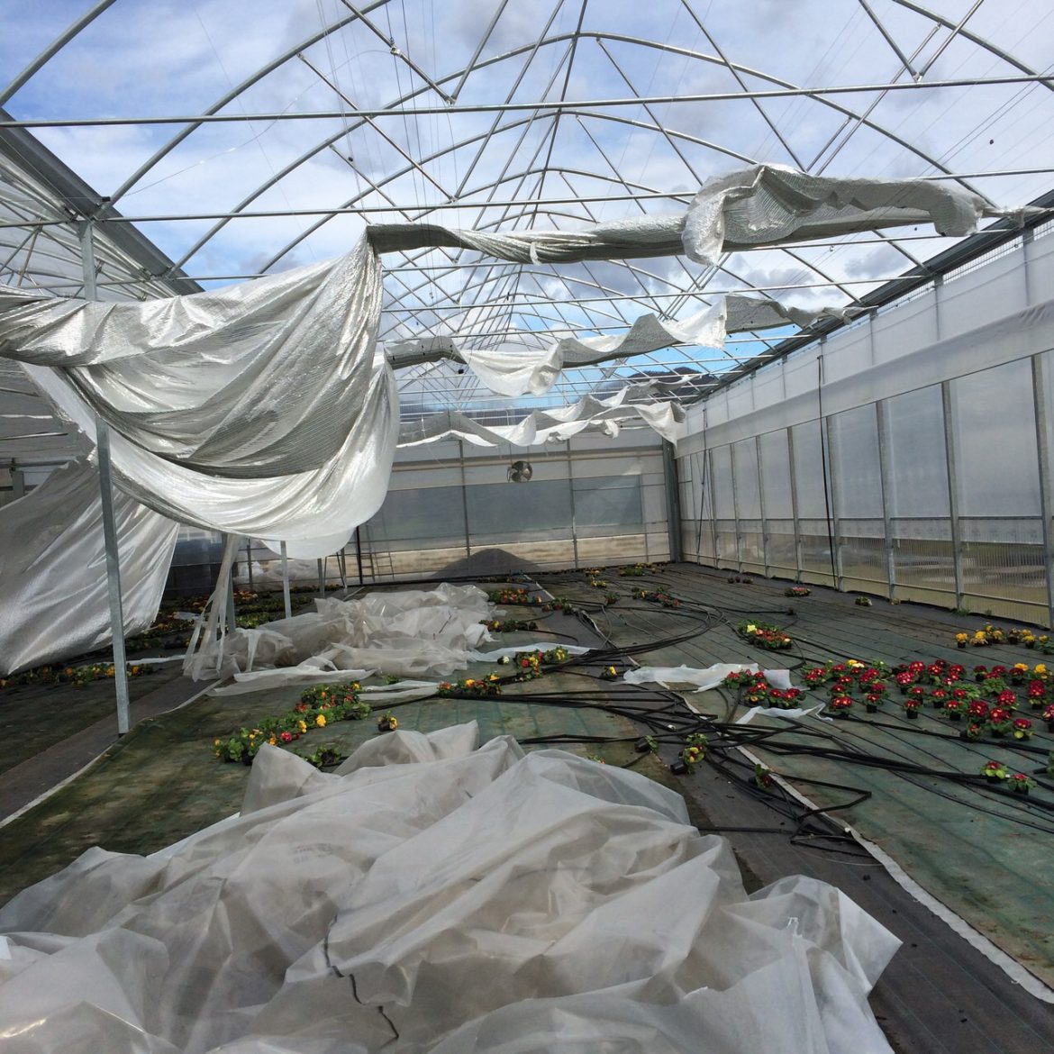 AGRICOLTURA IN GINOCCHIO A ROSOLINI, IL SINDACO INVITI L’ASSESSORE REGIONALE BANDIERA A MOSTRARE I DANNI DEL MALTEMPO SUBITI DALLE AZIENDE AGRICOLE