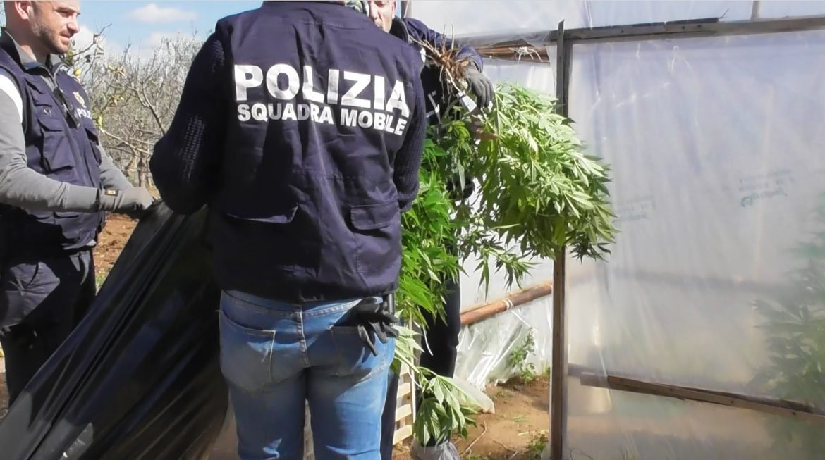 VITTORIA – La Polizia di Stato arresta padre e figlio per coltivazione in serra di marijuana e detenzione armi da sparo modificate.