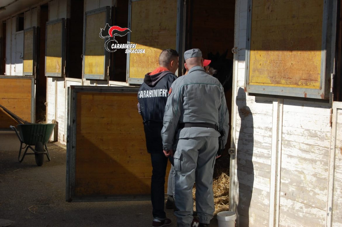SIRACUSA – CASSIBILE: I CARABINIERI EFFETTUANO CONTROLLI SUL MALTRATTAMENTO DI CAVALLI E SU FRODI IN COMPETIZIONI SPORTIVEPRESSO L’IPPODROMO.