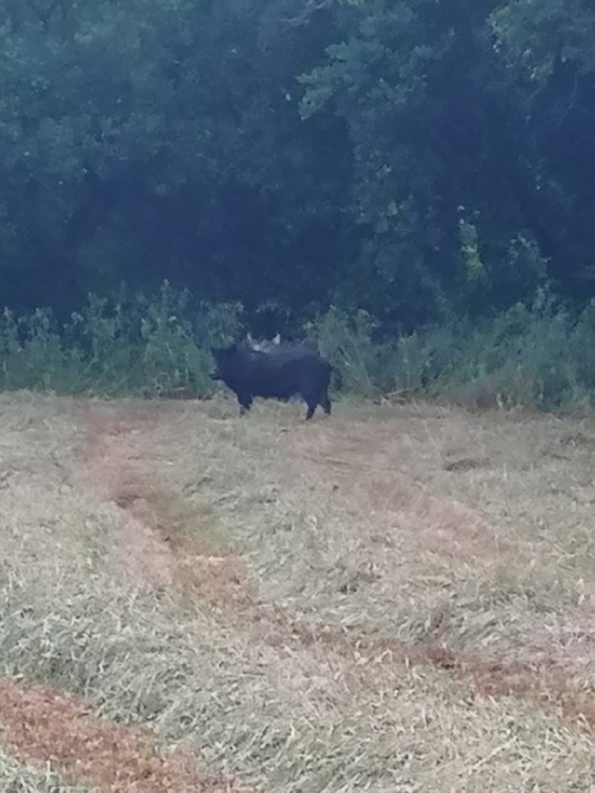 VINCIULLO: Sugli Iblei, a rischio l’incolumità dei cittadini, la salute degli animali domestici e il raccolto, a causa di branchi di cinghiali e maiali inselvatichiti.