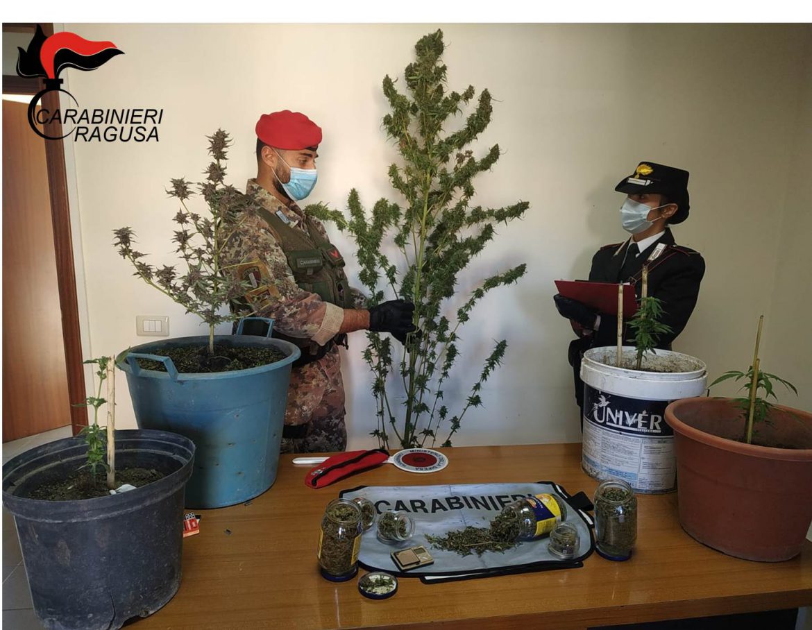 COMISO – SCOPERTO CON UNA PIANTAGIONE DI MARIJUANA A CASA – CARABINIERI ARRESTANO UN 29ENNE.