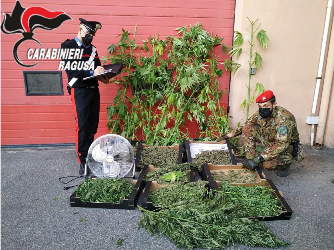 VITTORIA –  Controlli dei Carabinieri sullo spaccio di sostanze stupefacenti. Arrestato                         un agricoltore vittoriese trovato in possesso di oltre 4 kg di marijuana.