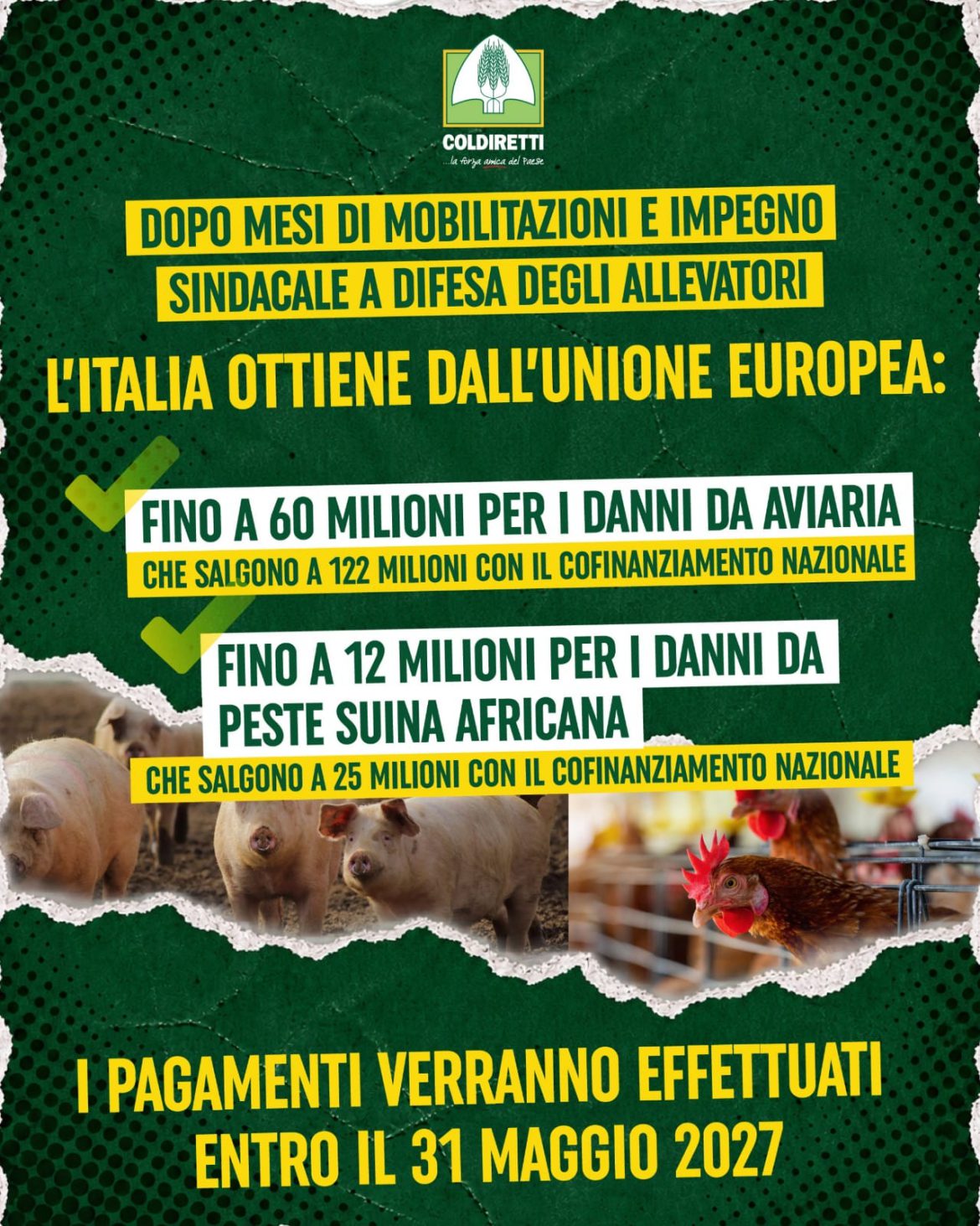 Coldiretti- Una buona notizia per gli allevatori colpiti da influenza aviaria e peste suina africana in questi mesi.